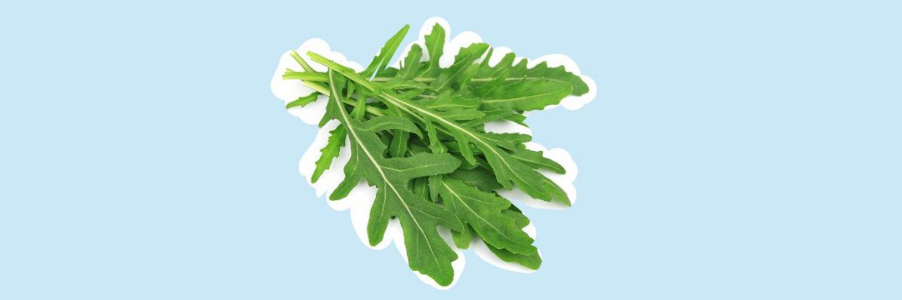 rucola (saftig)