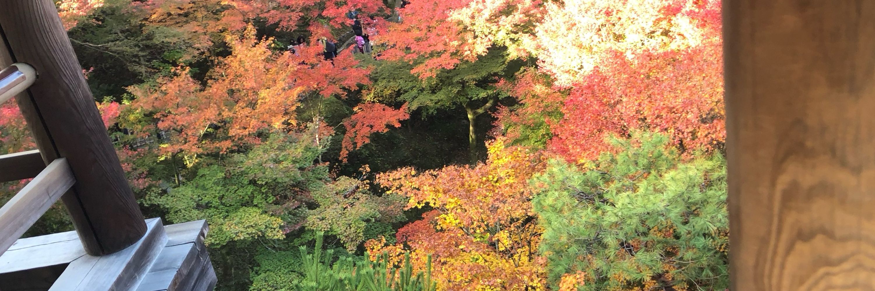 ふじの