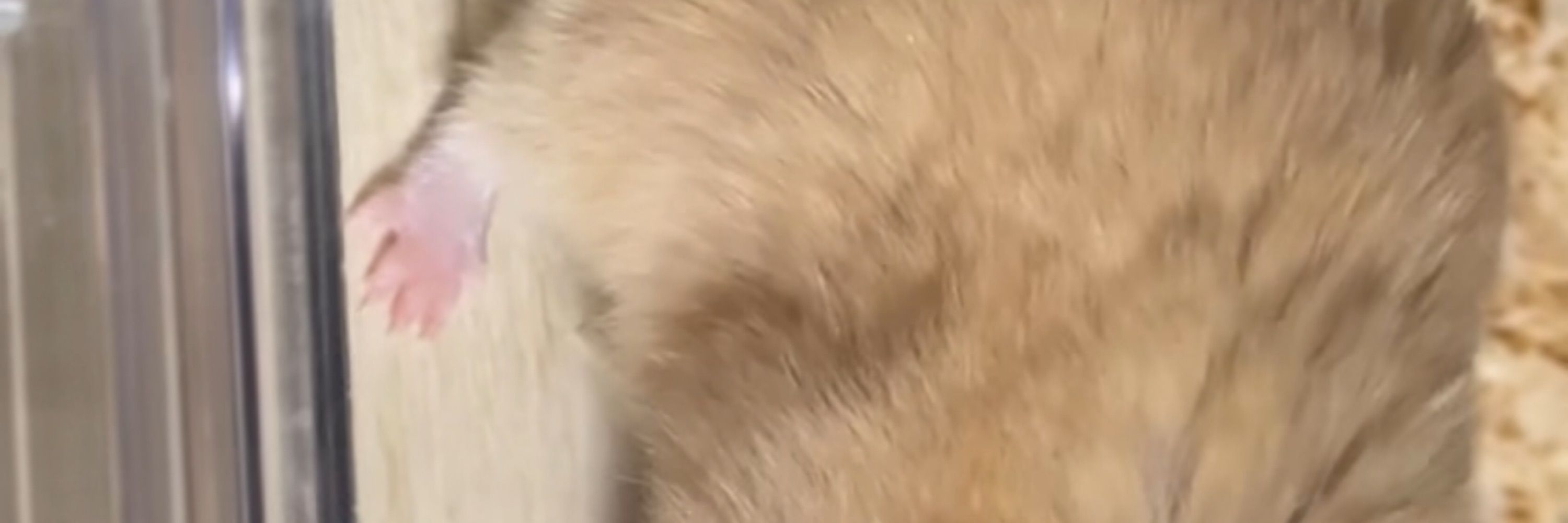 Rupert the Golden Hamu