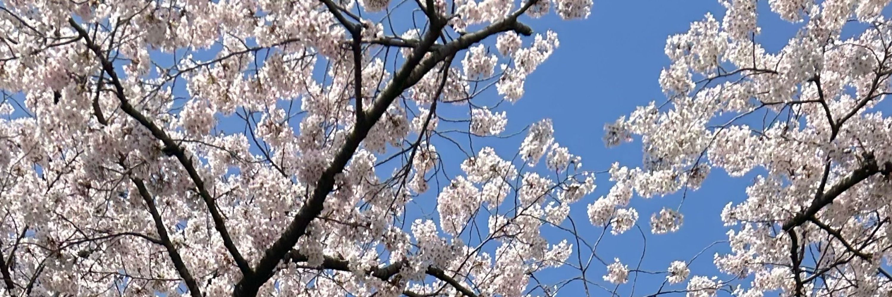 ぽんこつぽんた(6)