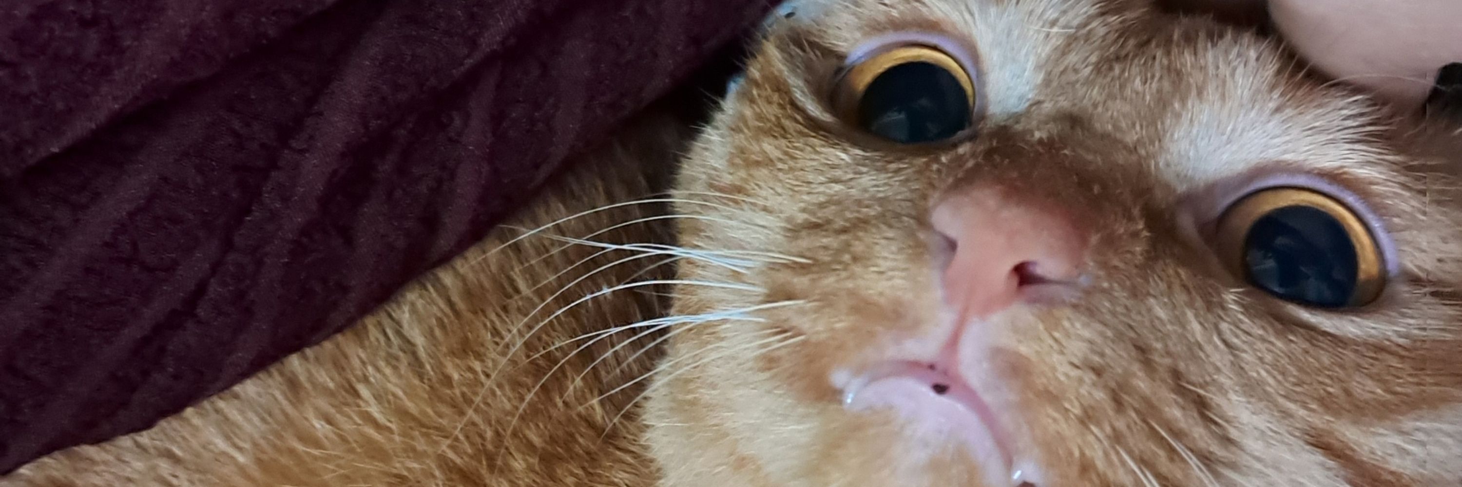 MamonMeaw