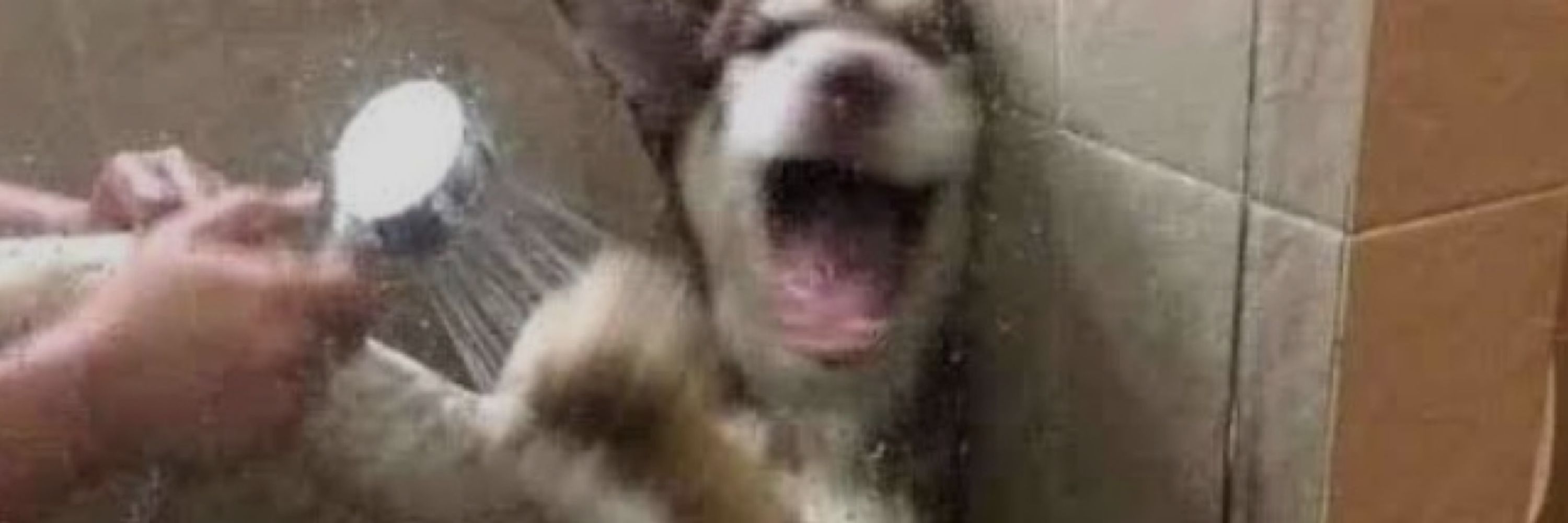Dee