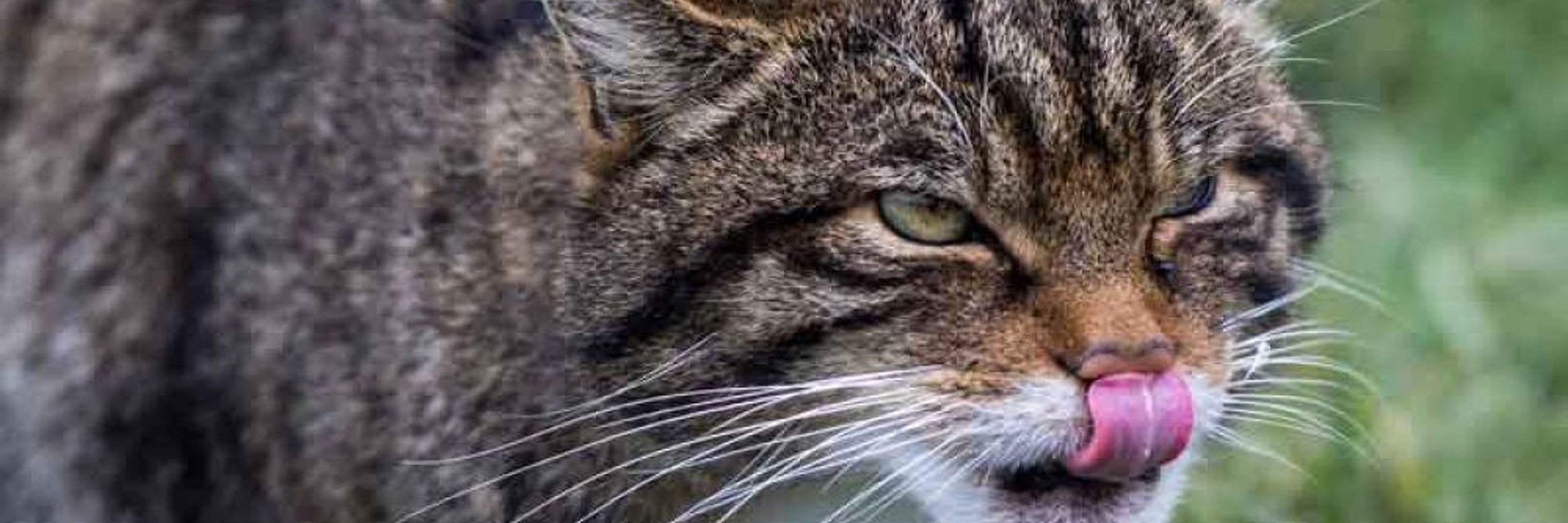 The Emperor's Cat