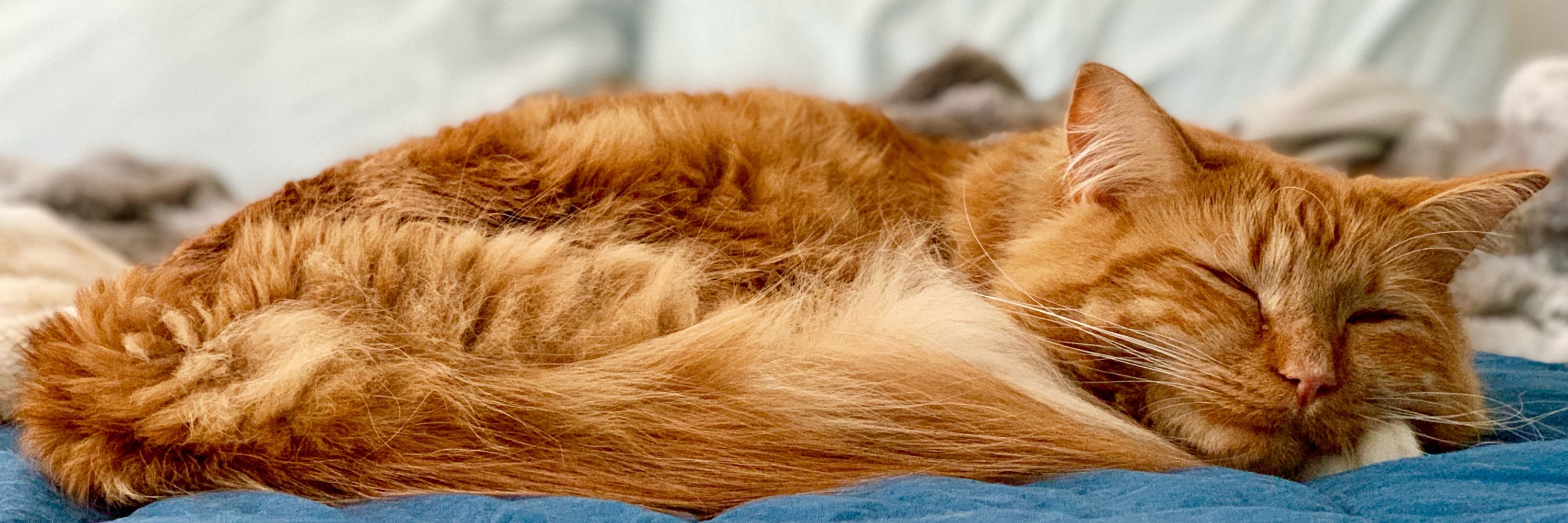 Luke Skywhisker