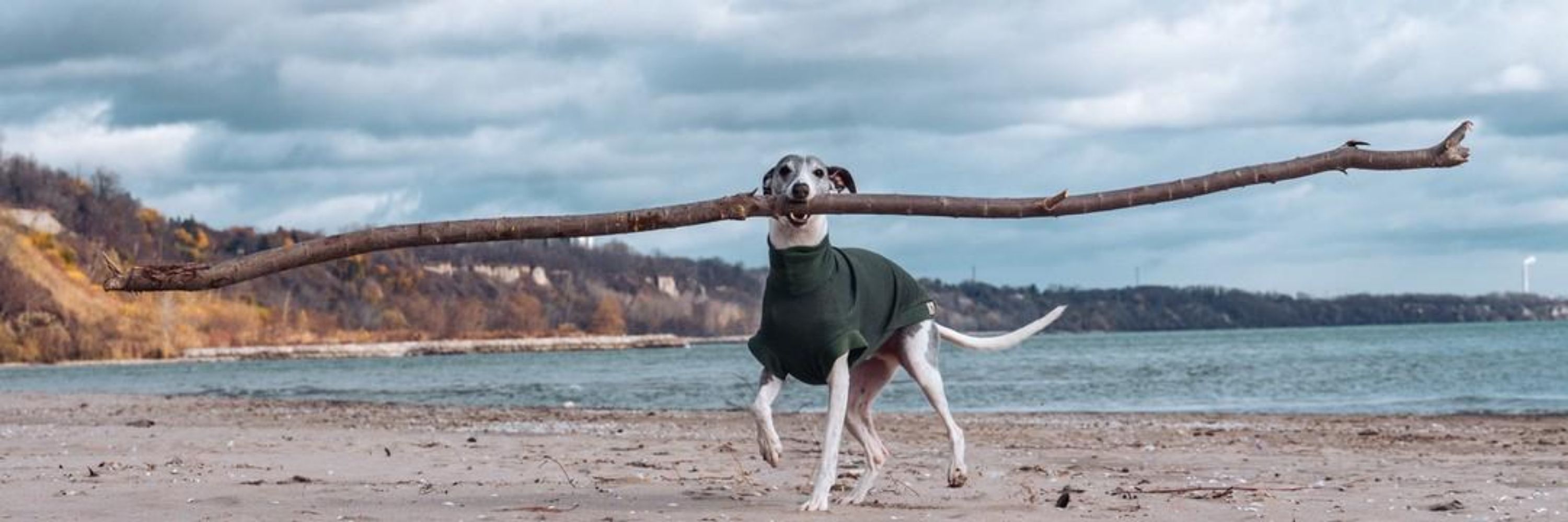 Whippet Bowie