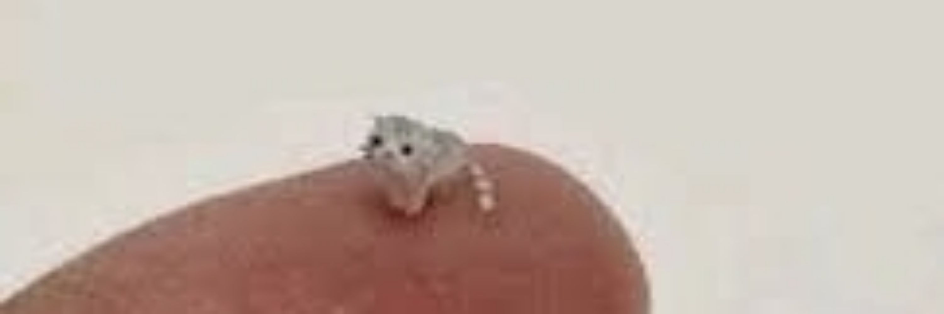 Eyem(in artbl)roach(k)