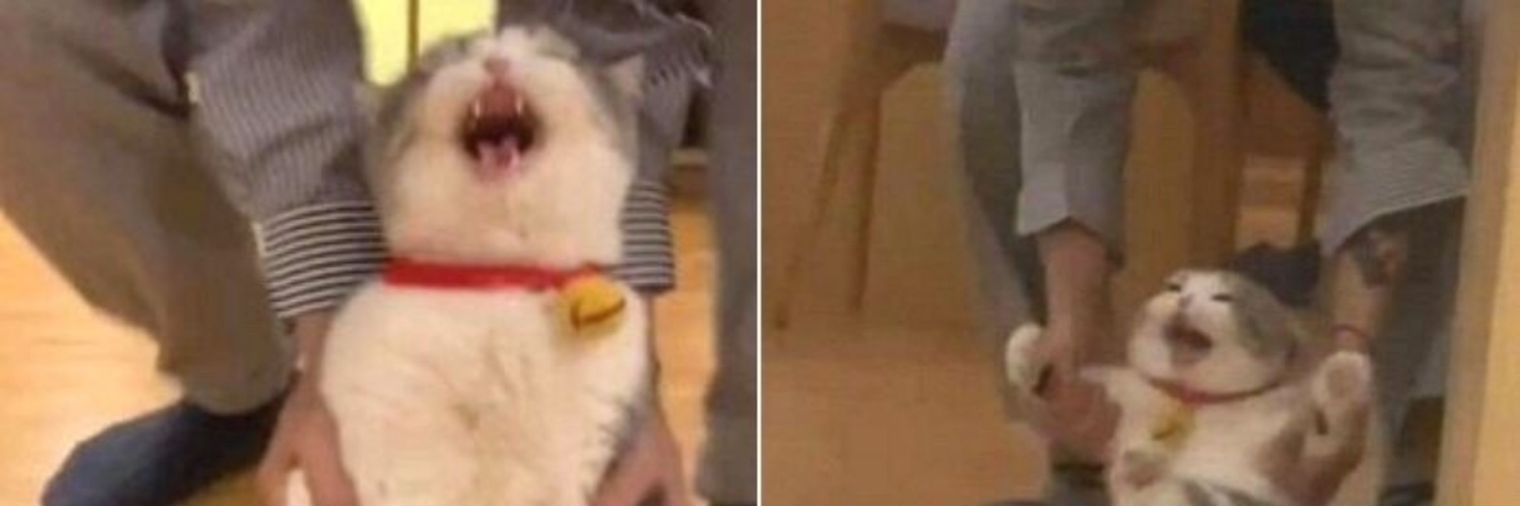 히사
