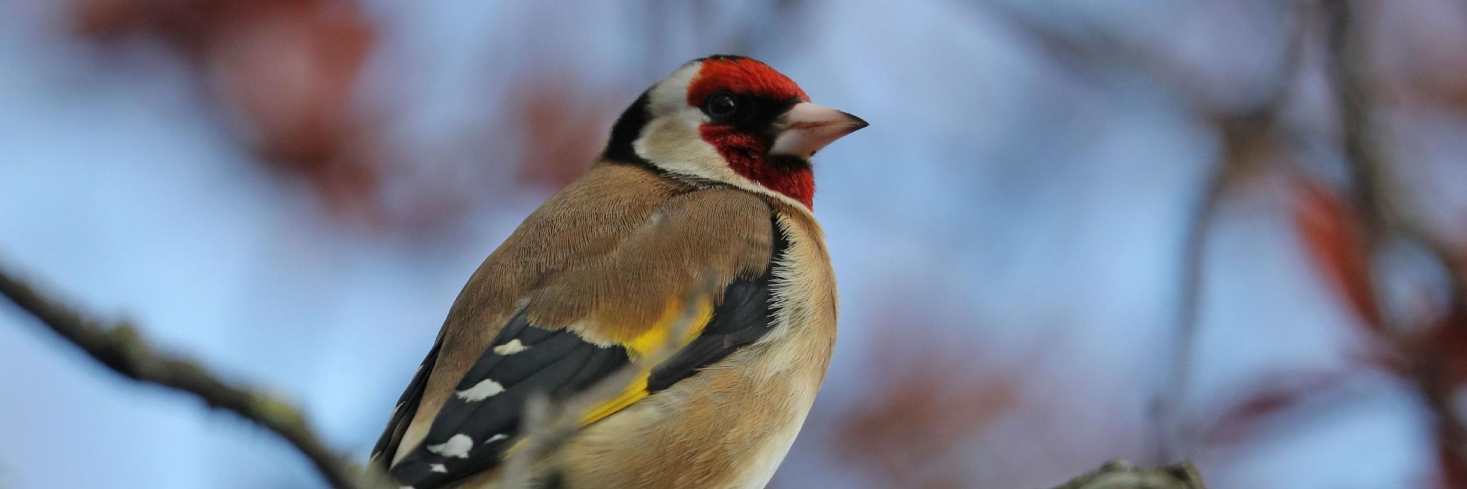 GoldFinch