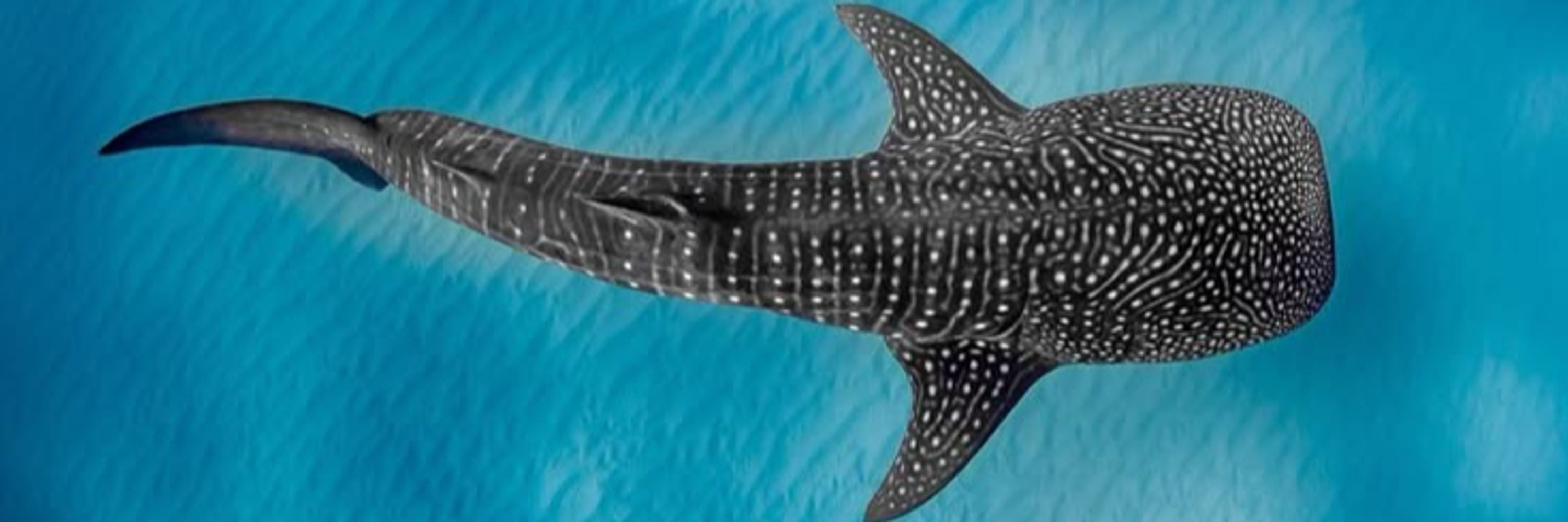 бездарность.🦈