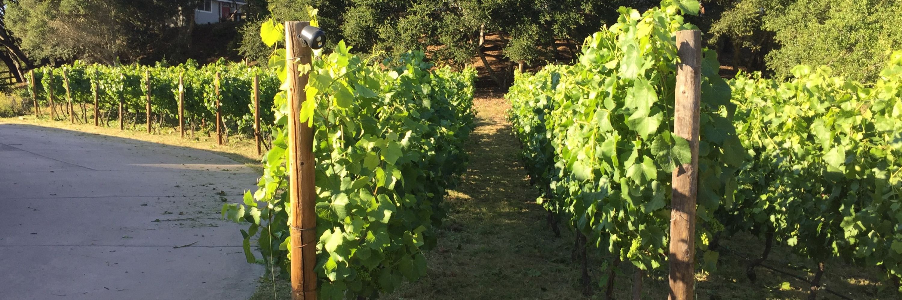 Witty Winemaker