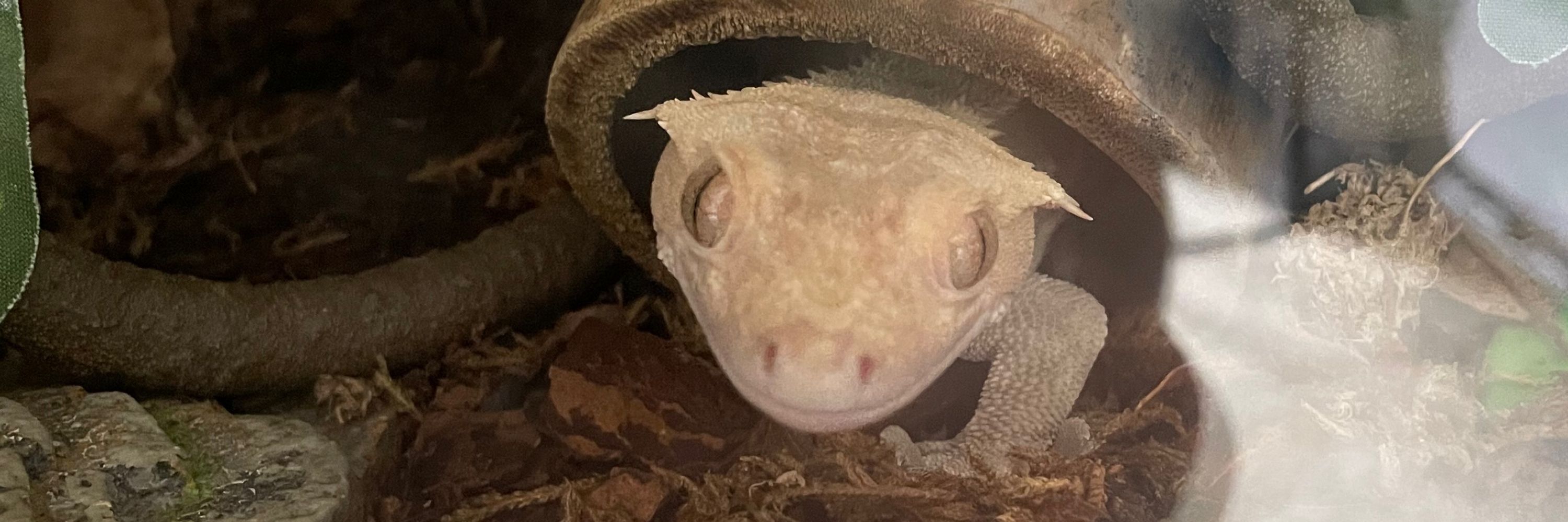🦎amber 🇻🇳
