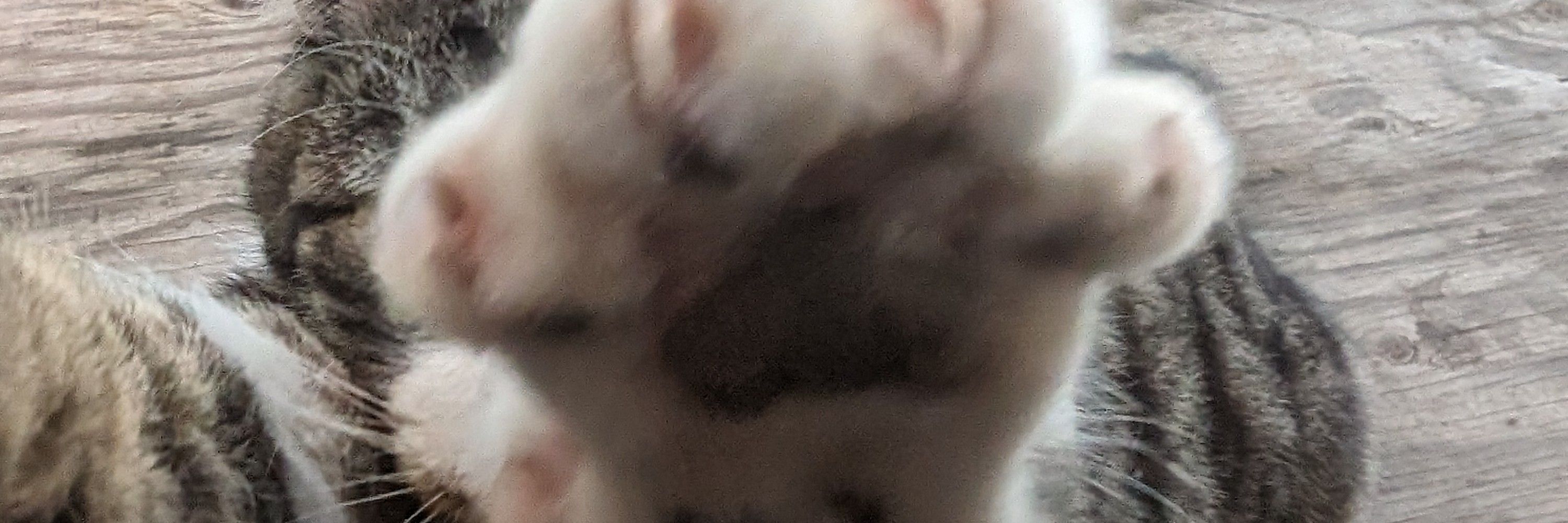 ケルビー🐈