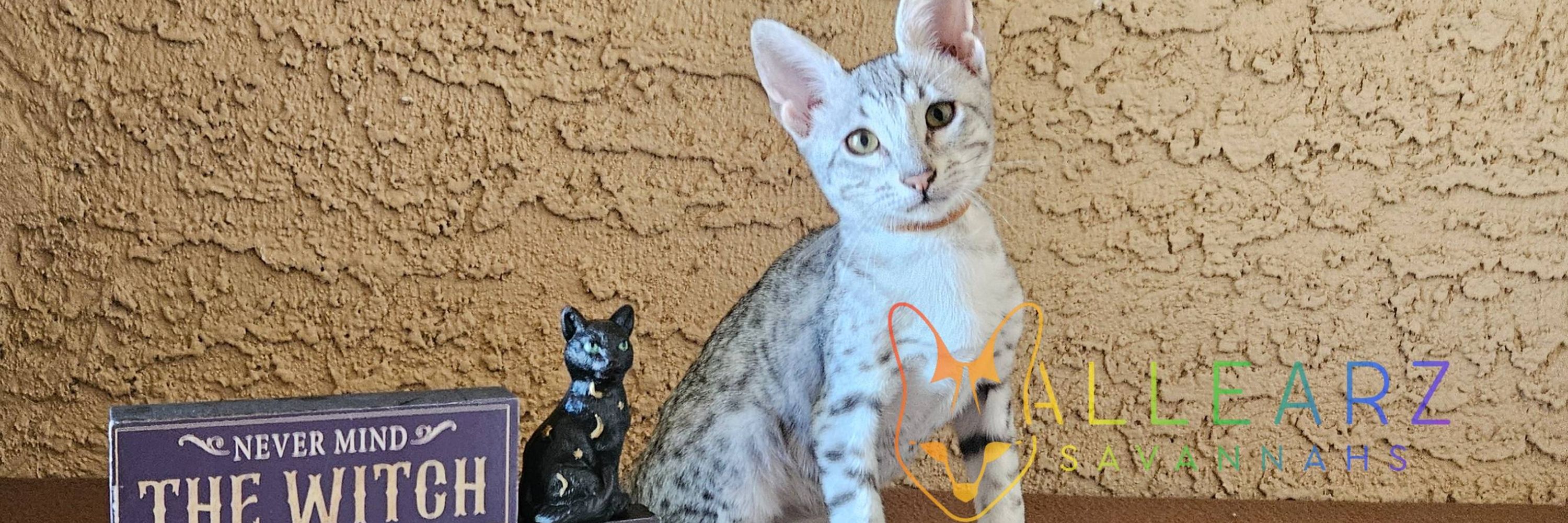 Savannah Cats 🐈 