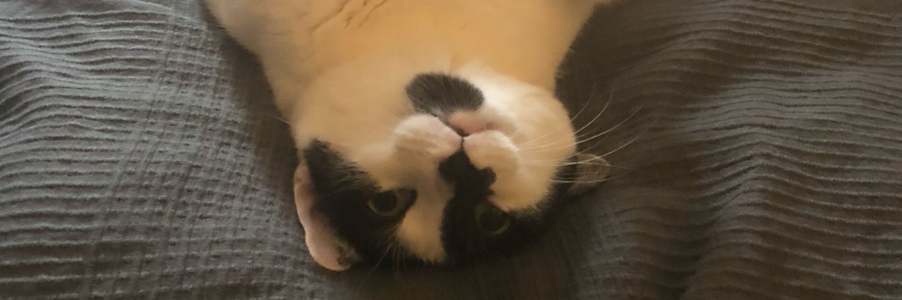 Darius 🐱
