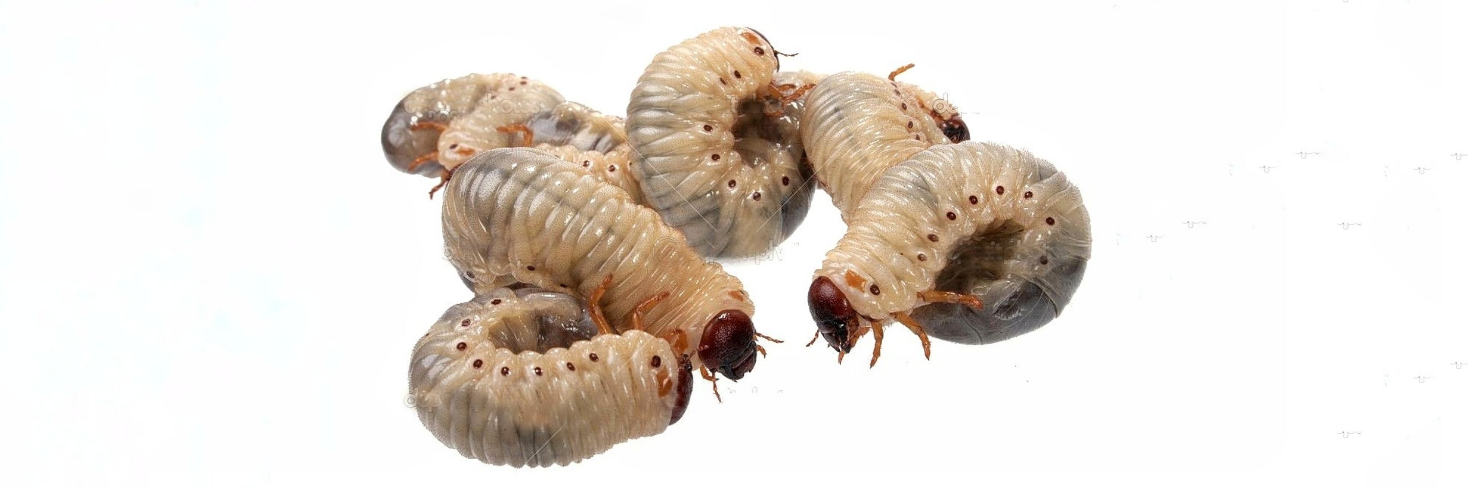 caru