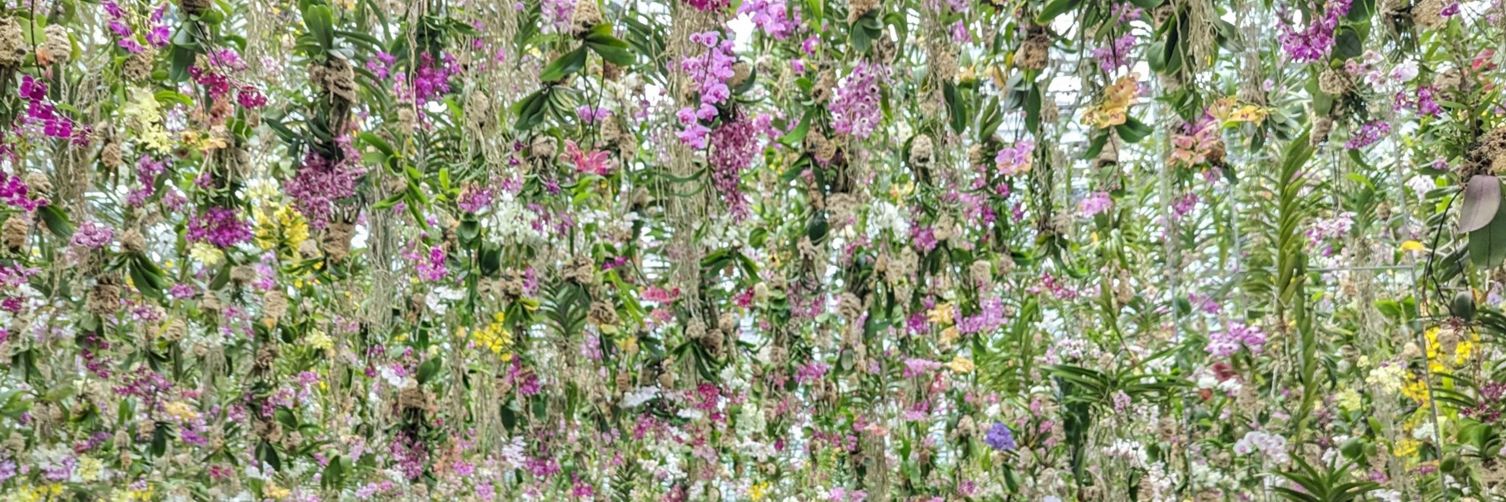 蜂蜜