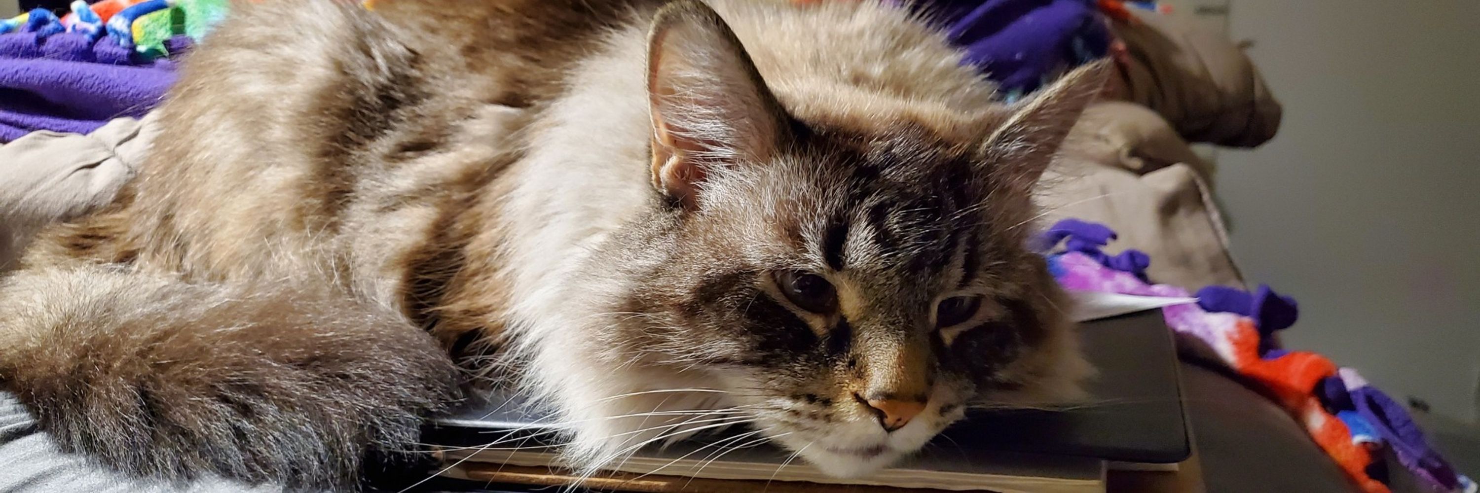 Kat