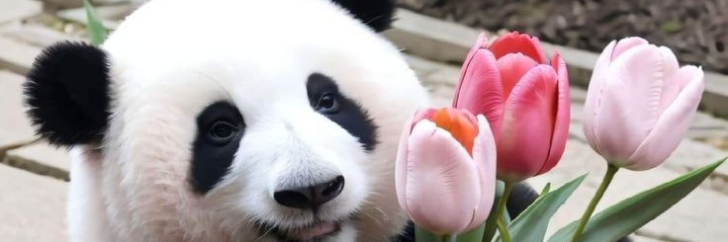 KumaPanda