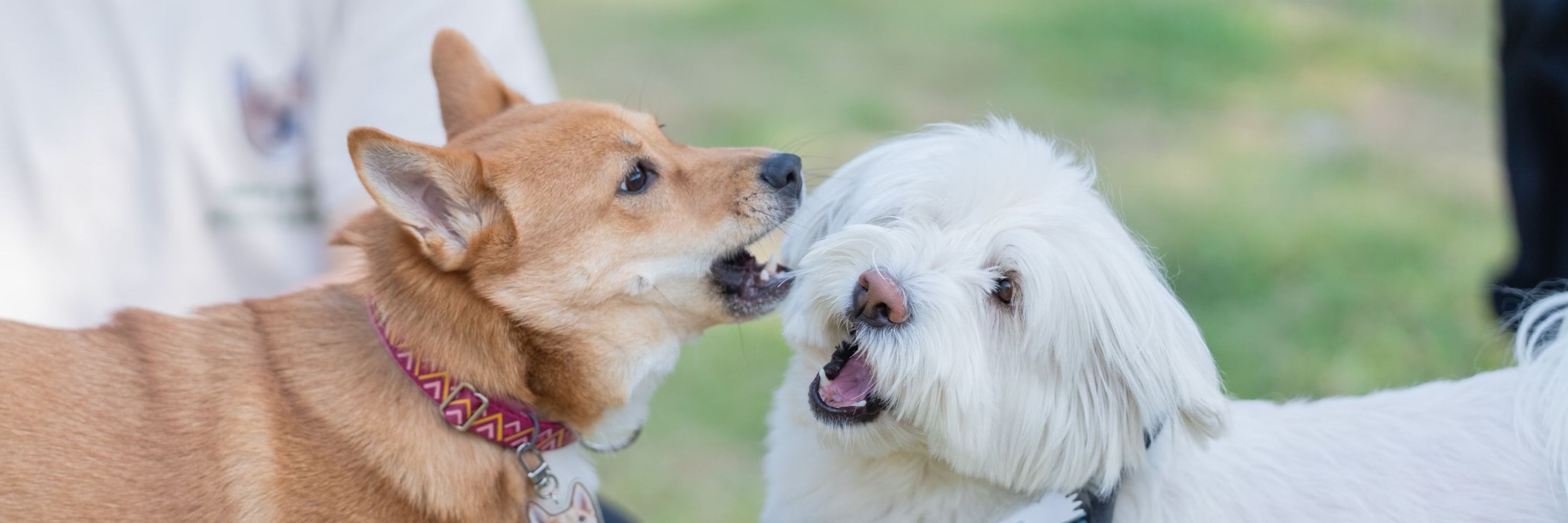 Chewy the ivory dog