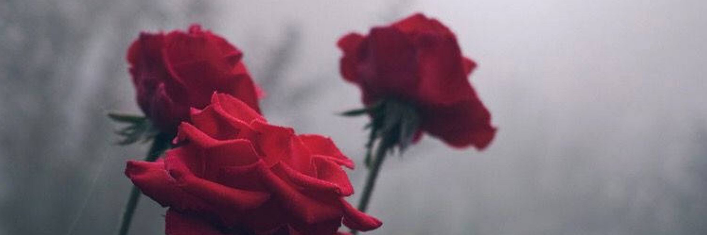 Cheshire 🌹