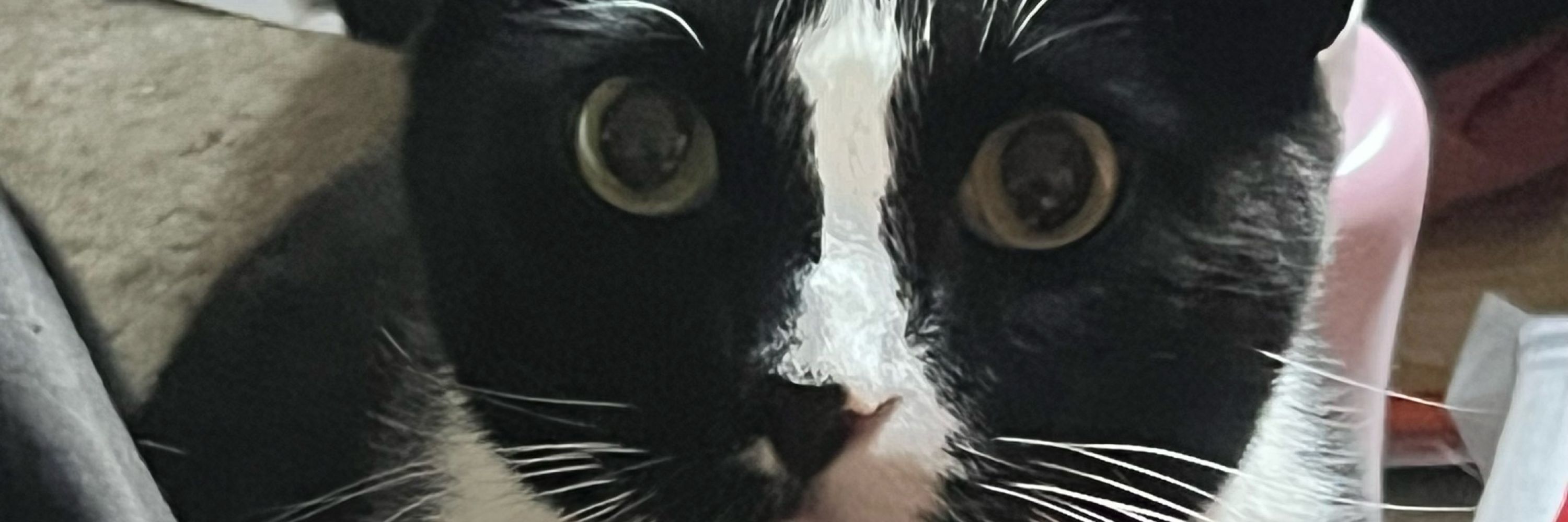 Miranda