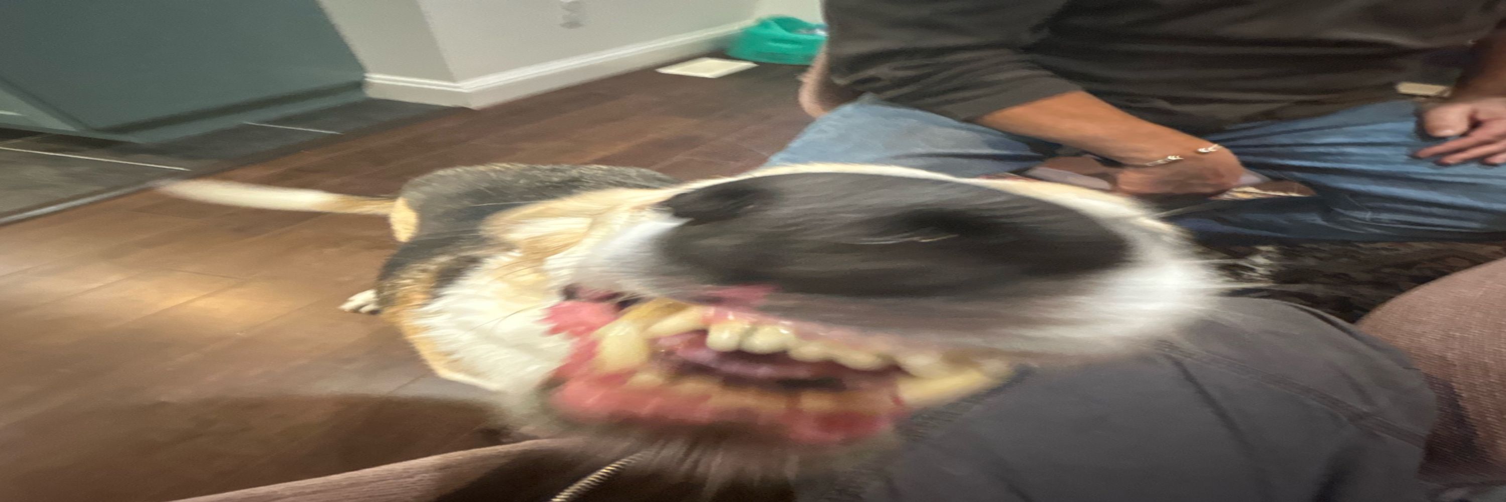Elliot