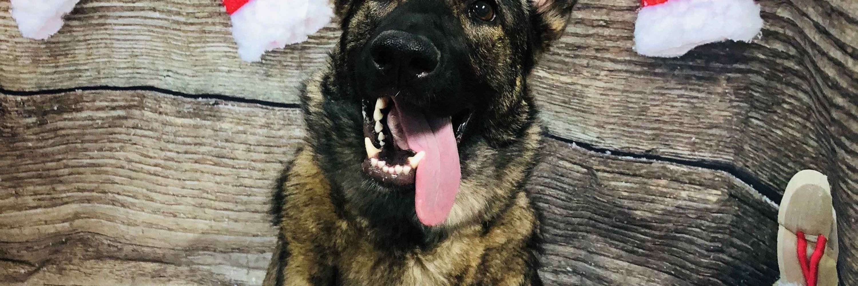 RigbyTheDog