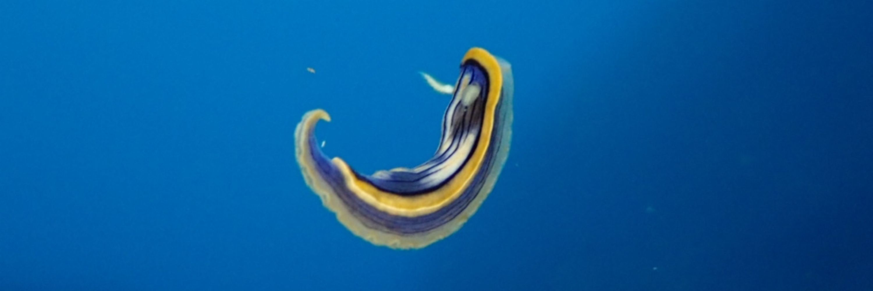 formica
