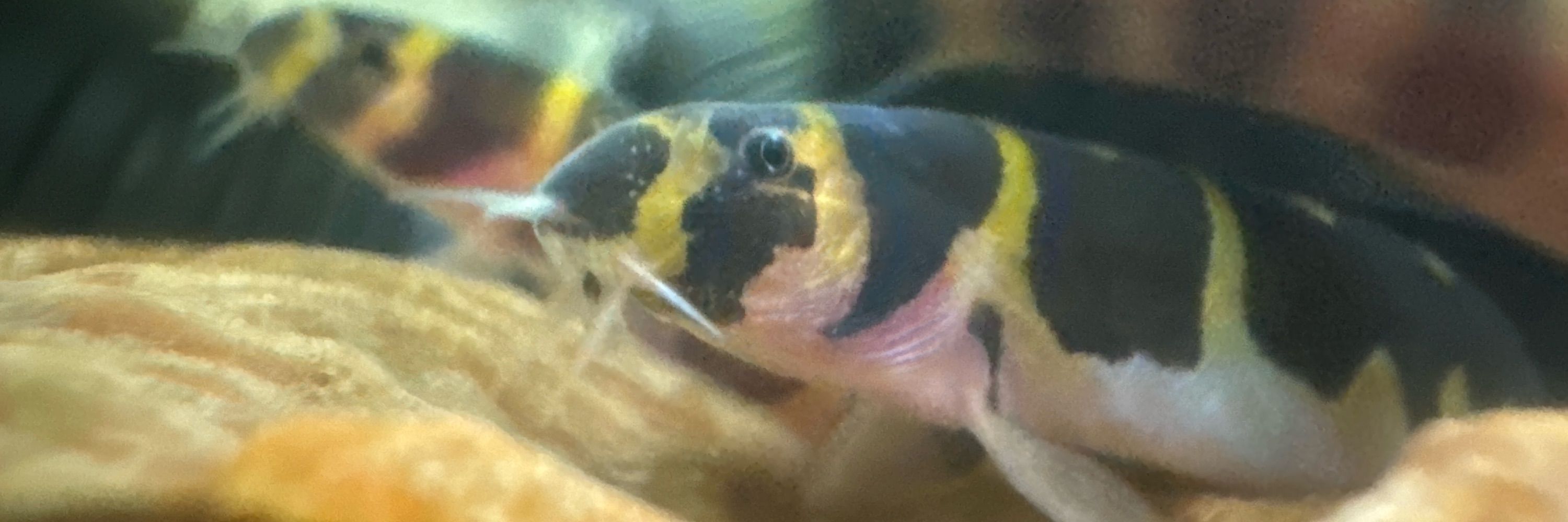 saku