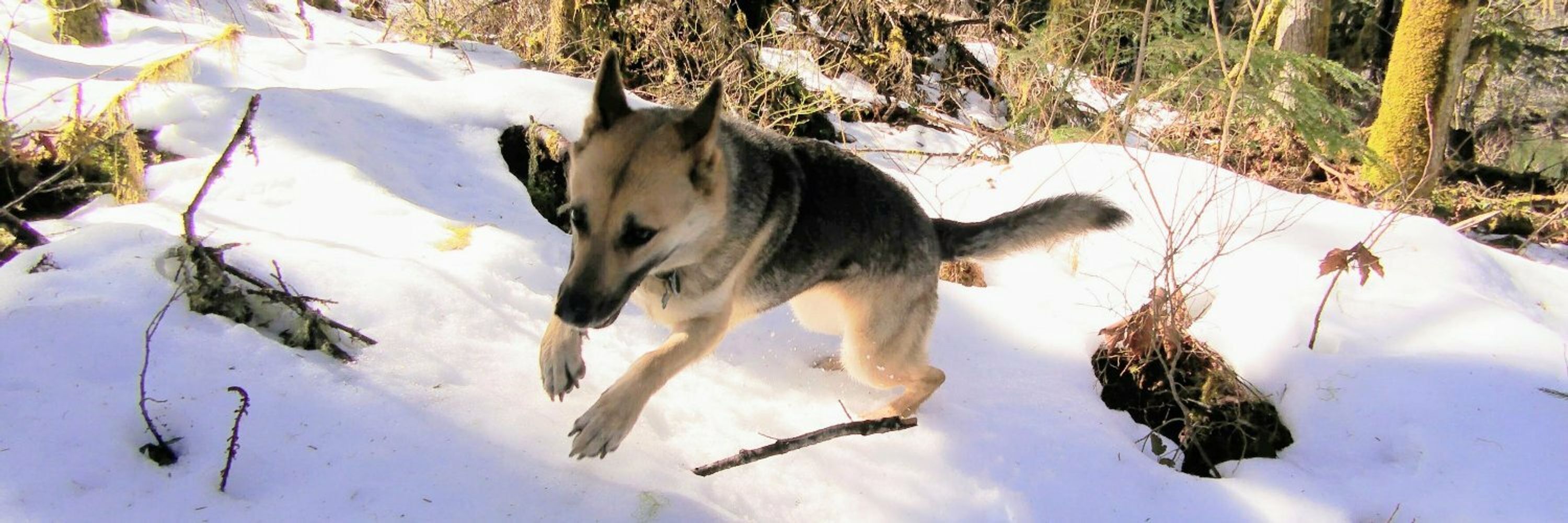 wac :verified_paw: