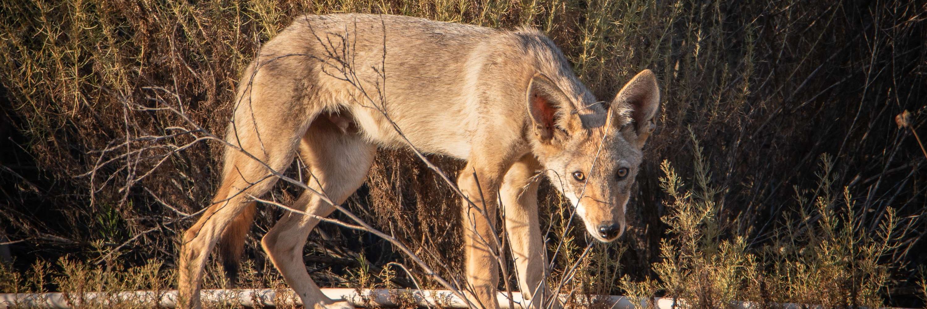 Coyote Cam
