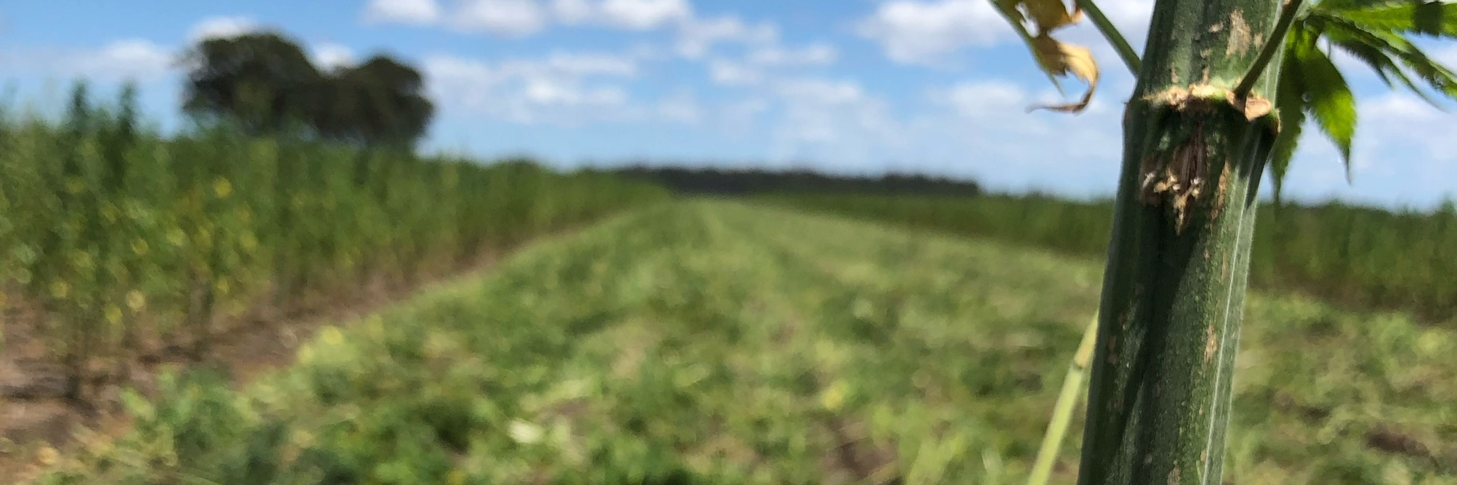 Broadleaf Hemp