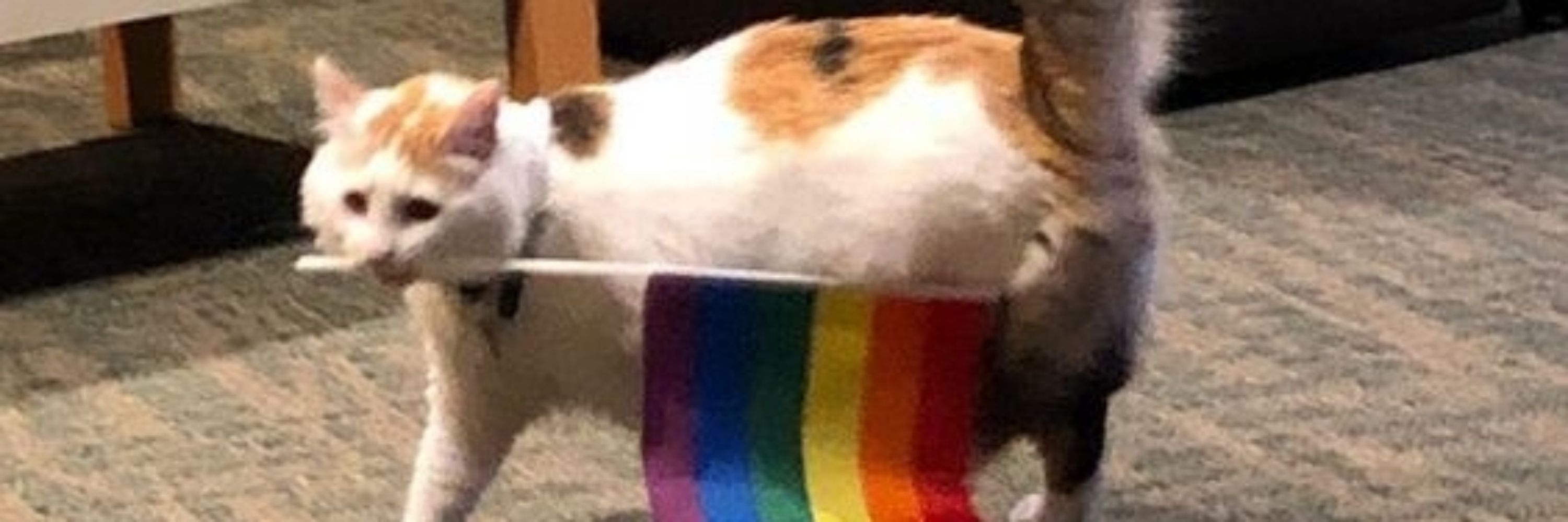 tô cansado