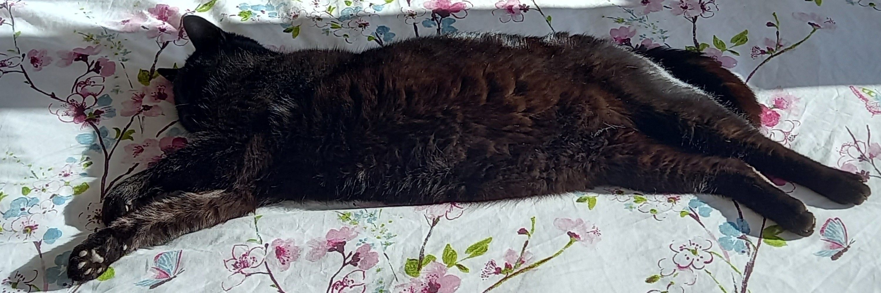 Brötchen 