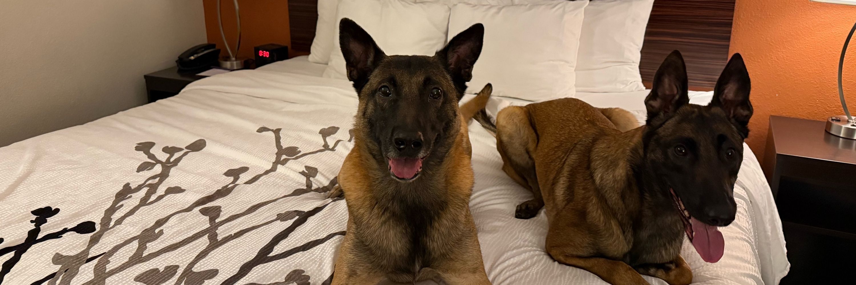 Julia Major - Canine Coach