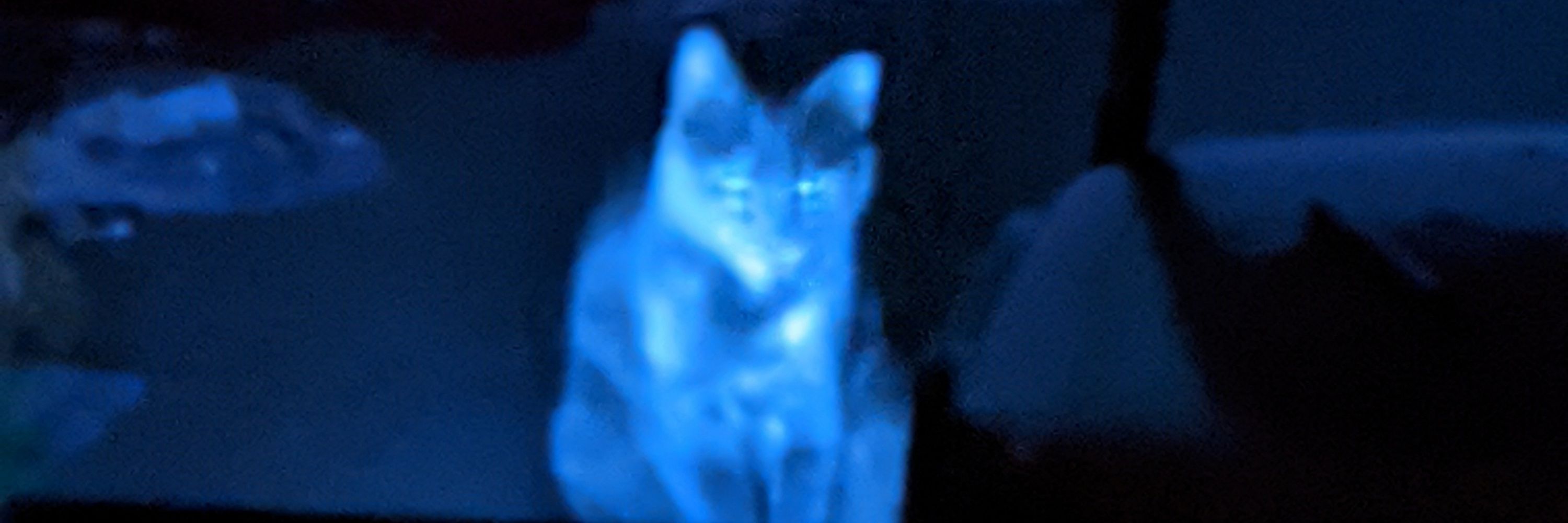 lyan-cat