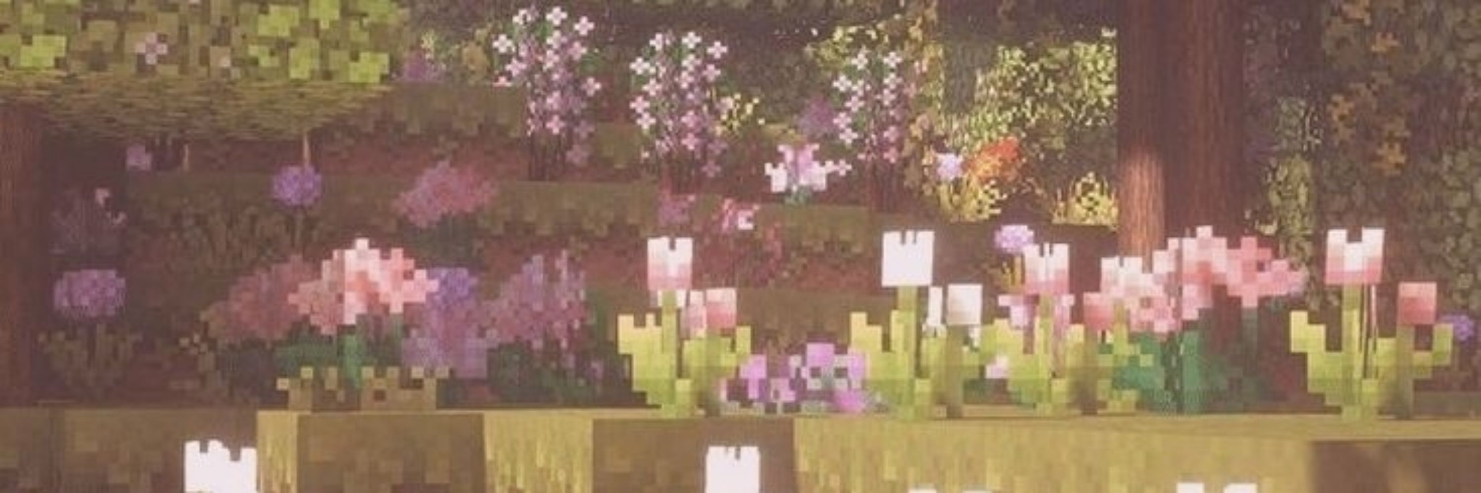 Rai 🌷