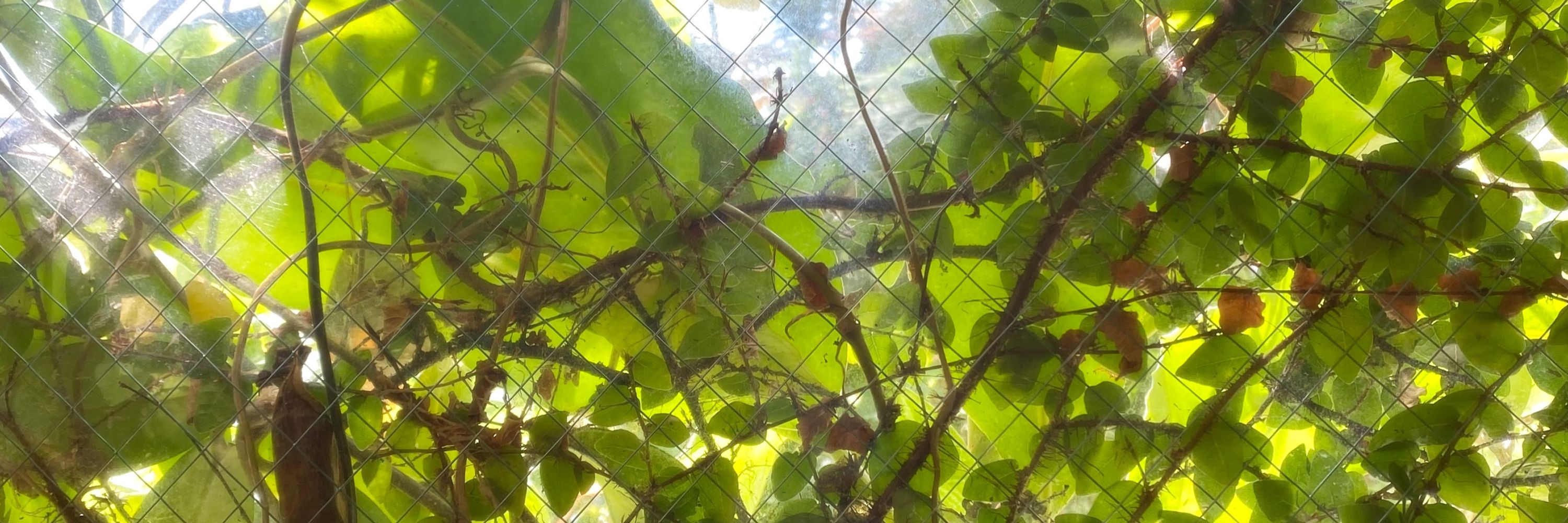 🦎