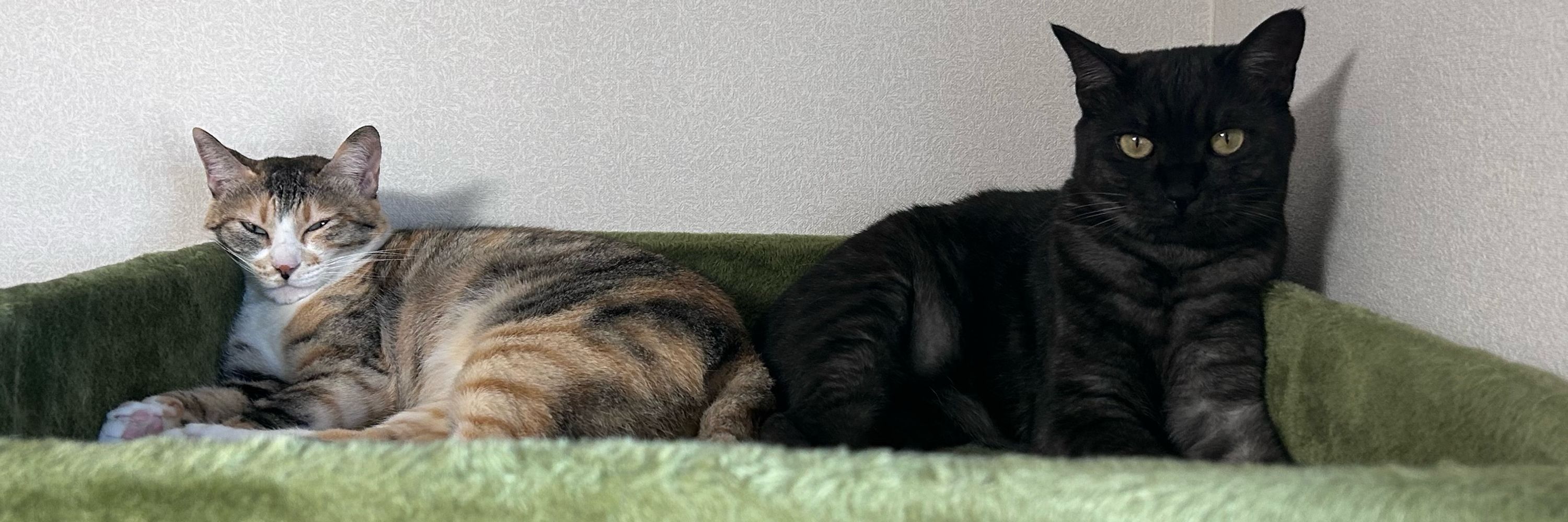 りんご