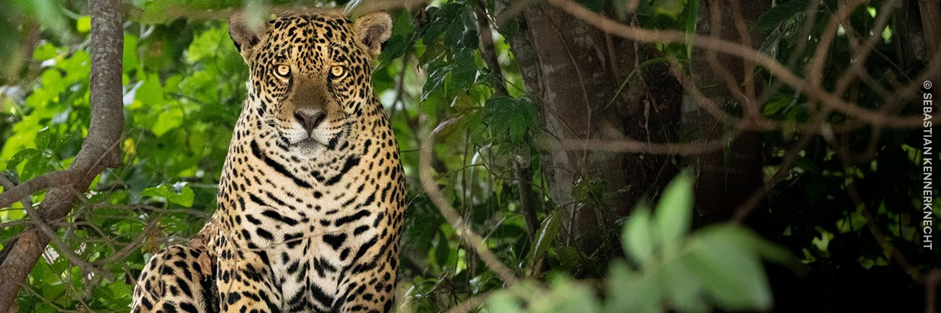 Panthera