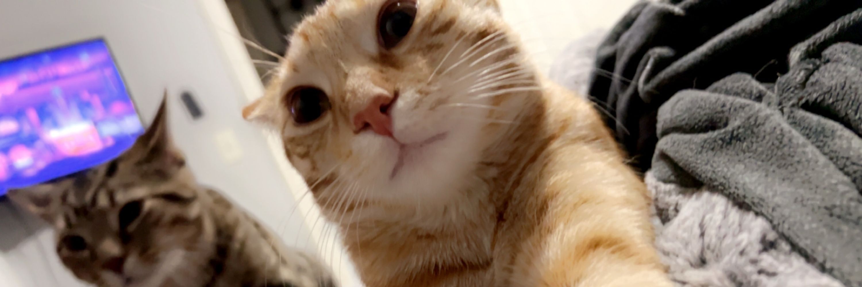 Mia