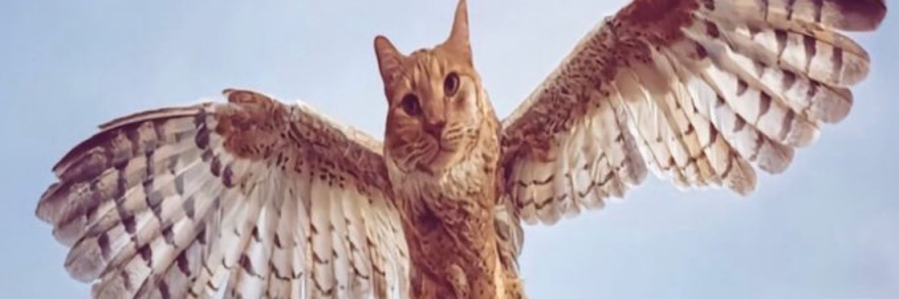Meme Cat