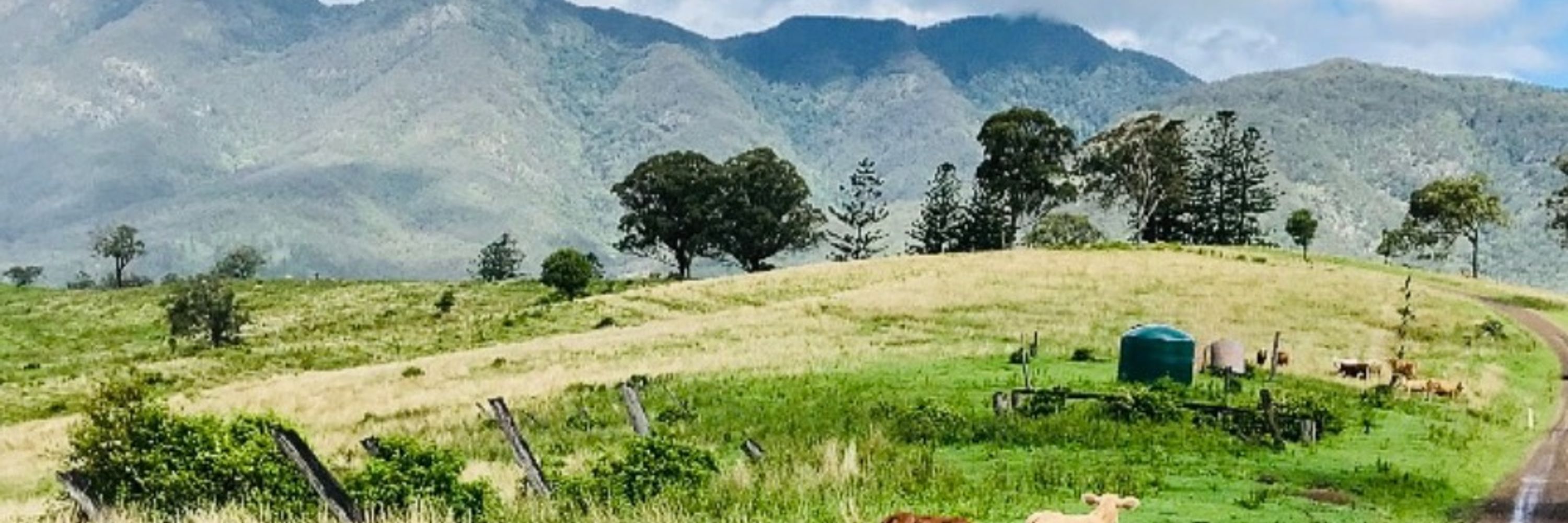 Misty M ⛰🌻🌳🌺🦋🐝😷