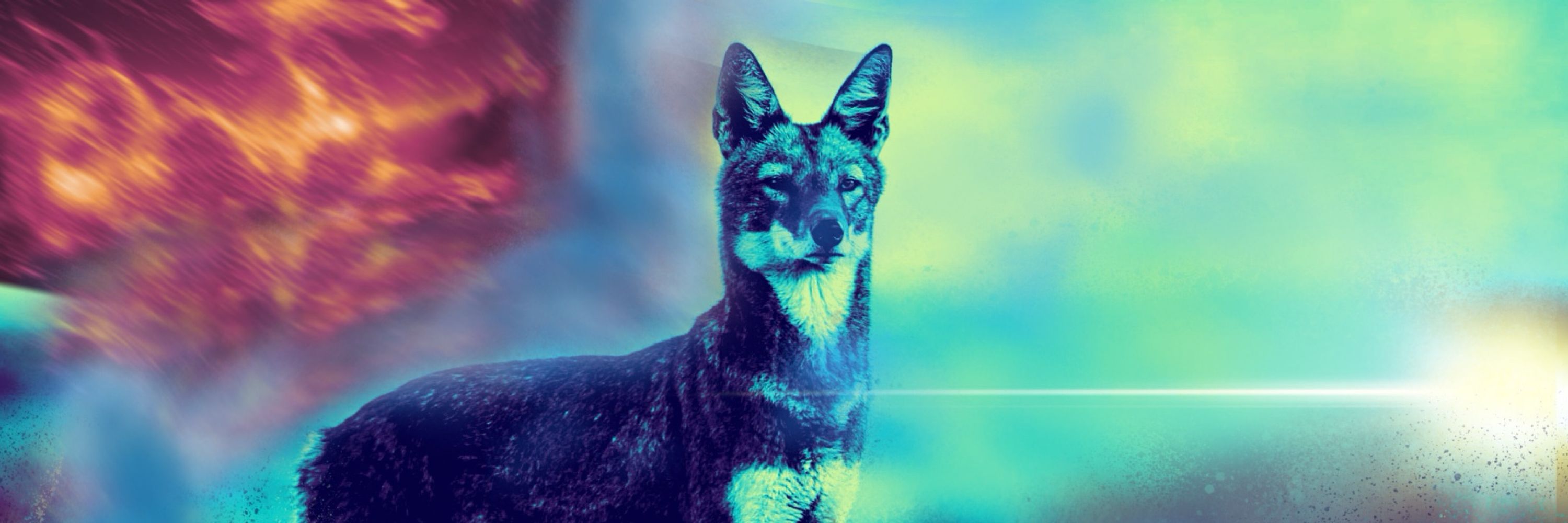 Wolfo