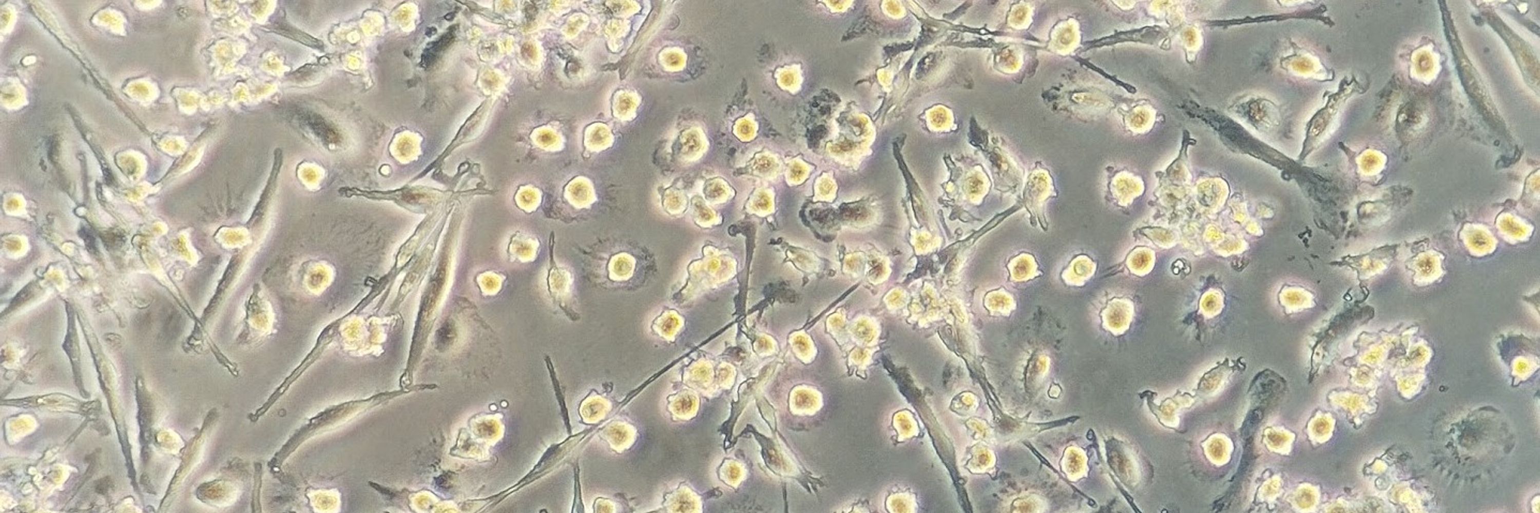 SHIELD Lab 