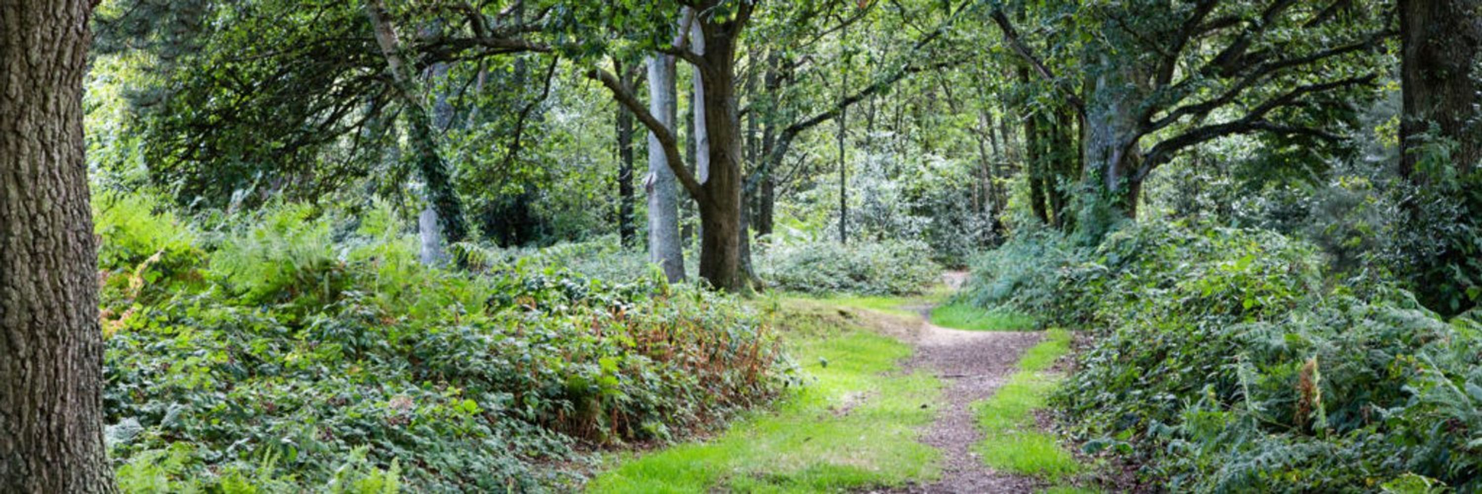 Friends of Petersfield Heath