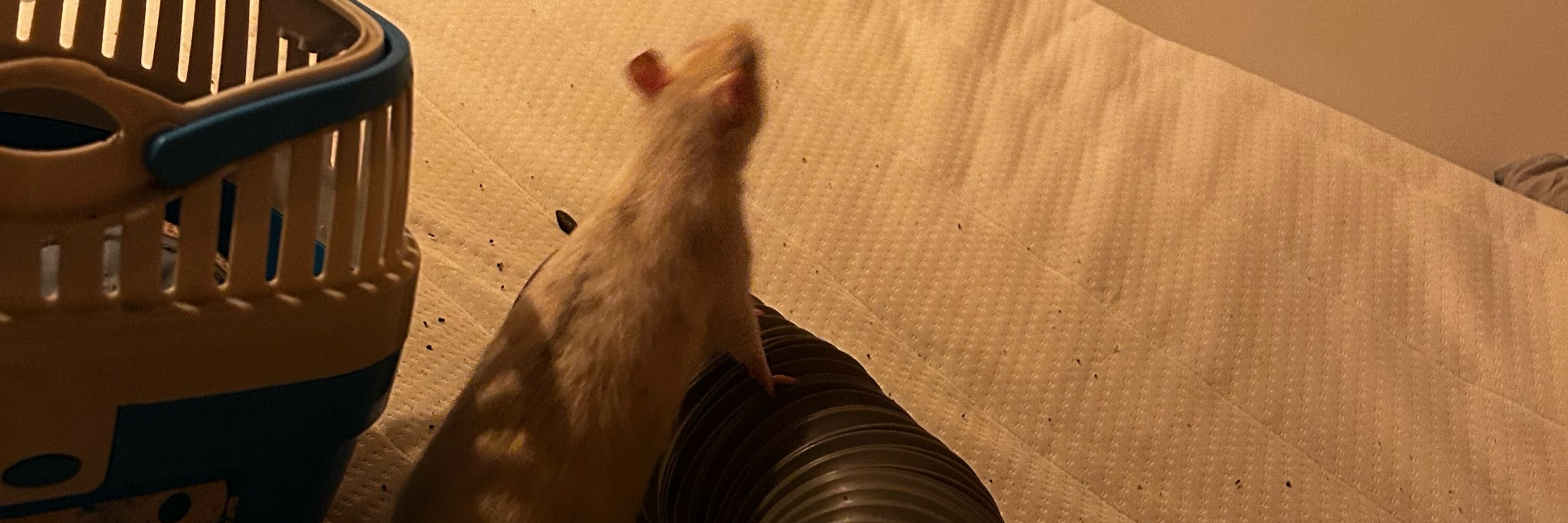 Ratsophical