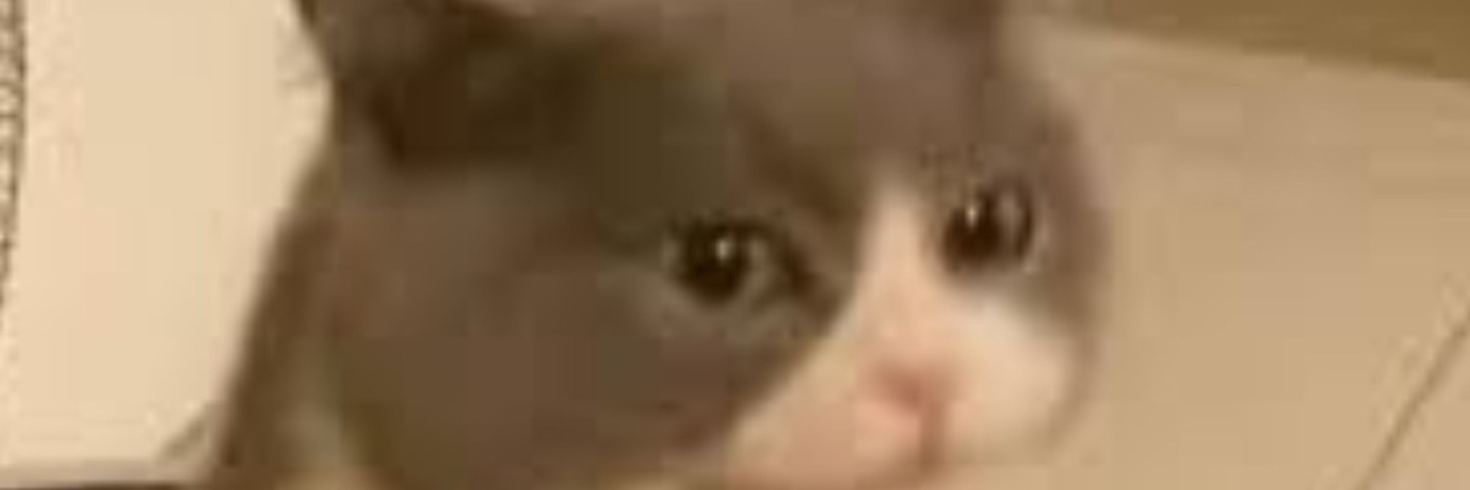 Zytixify
