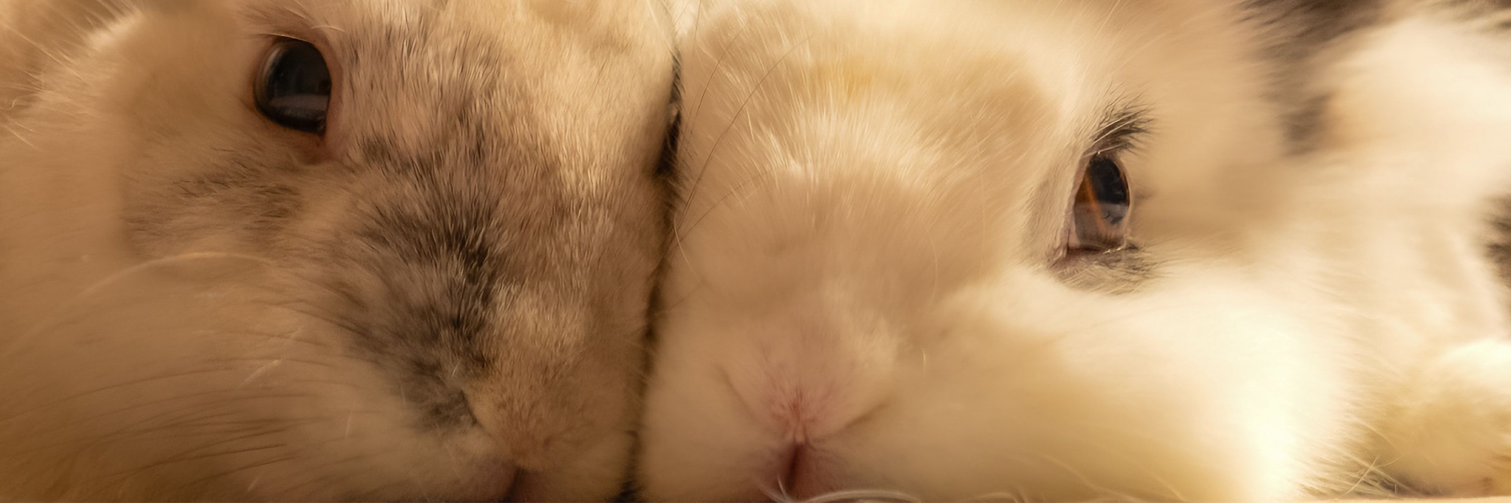 ラプ&ちょび🐰