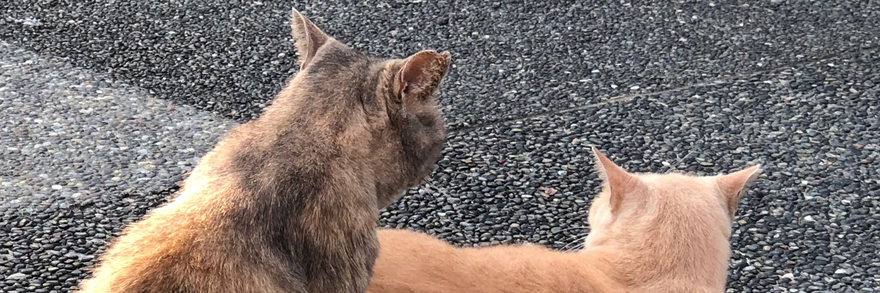 ドドンゴドラペリ